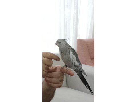 Sahibinden sultan papağanı ele alışkın ısırma yapmaz