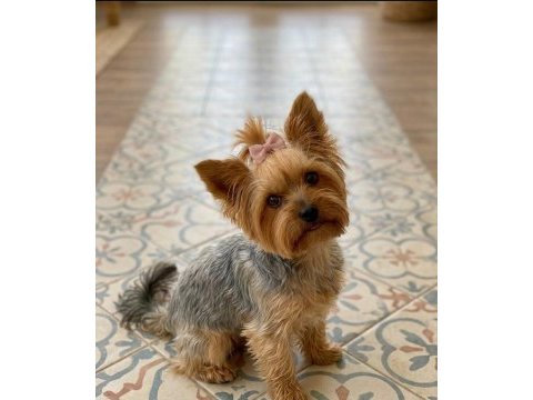 Prenses yorkshire terrier