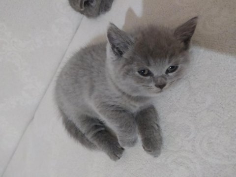British shorthair oyunbazlar