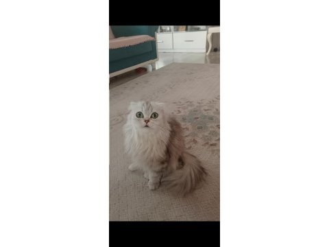 Scottish longhair silver dişi