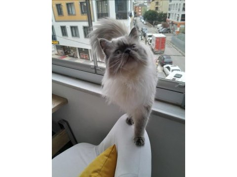 Anne ve iki yavru kedimiz