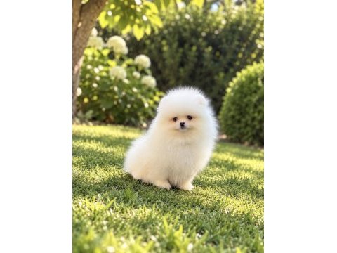 Teacup kar beyaz pomeranian boo miniğimiz