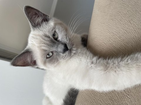 British shorthair sevimli bebekler