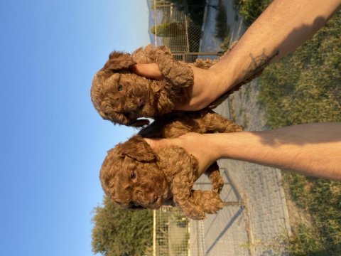 Toy poodle yavrular