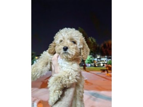 Son kalan maltipoo kızımız