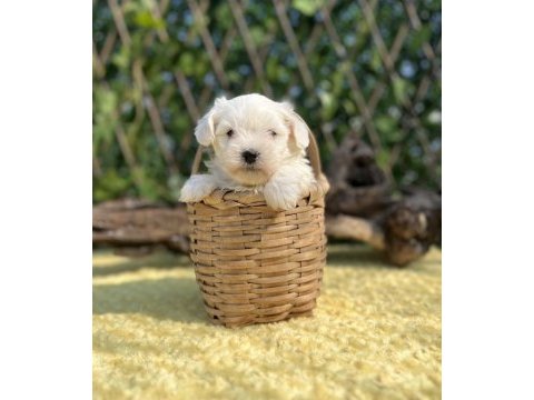 Kar beyaz maltese terrier yavrular