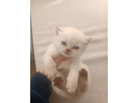 British longhair ve shorthair bluepoint