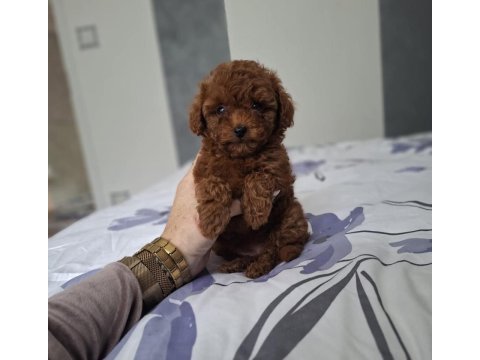Toy poodle yavru köpeklerimiz