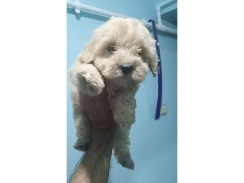 Maltipoo yavruları