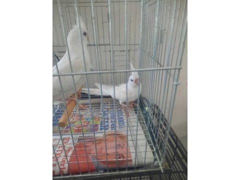 Albino sultan papağanı yavrusu