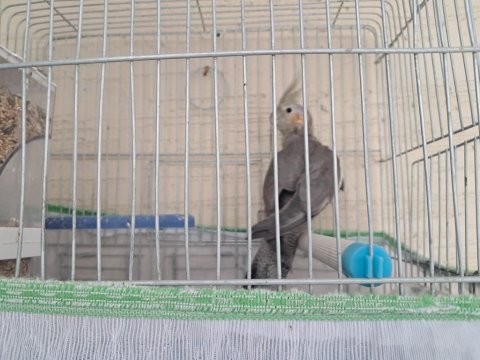 Damızlık yetişkin grey dişi sultan papağanı