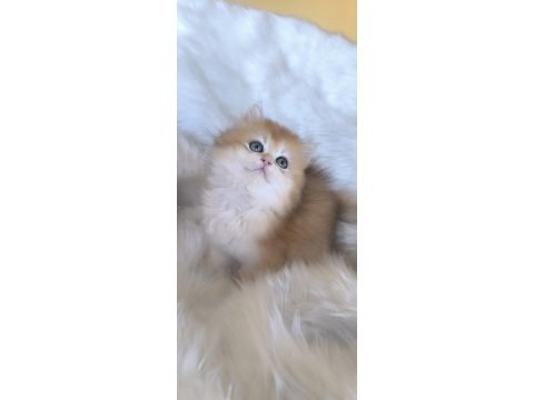 Ny11 british longhair dişi