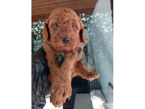 Irk ve sağlık garanti red brown poodle yavrularım