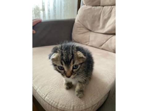 Yeni yavru scottish fold