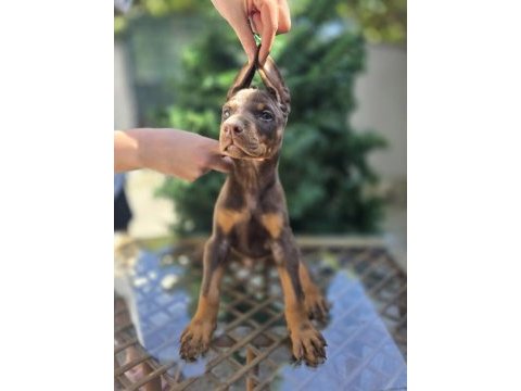 Mağazamızdan dişi kızıl doberman king