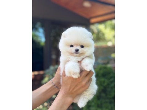 Sağlık ve ırk garantili pomeranian