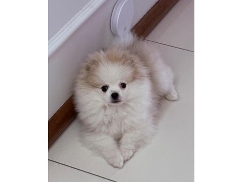 Safkan erkek pomeranian teddy bear