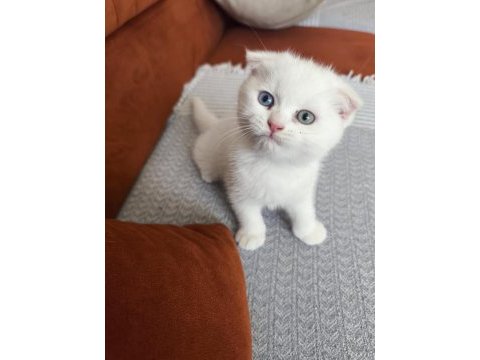 Şecereli nadir tür scottish fold