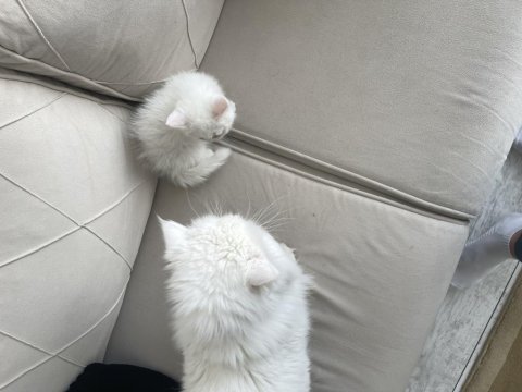 Eryaman beyaz chinchilla