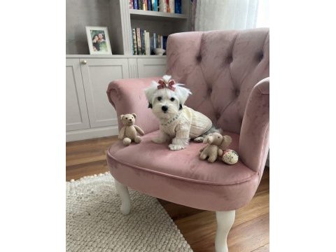 Irkının en iyisi köpeğimiz