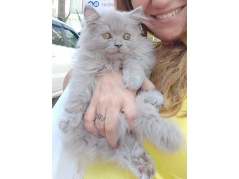 British longhair erkek 2.5 aylık