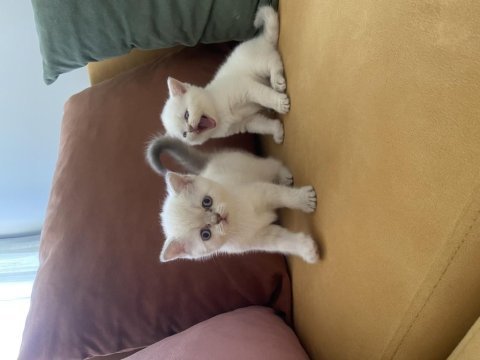 Minik yavru kedilerimiz
