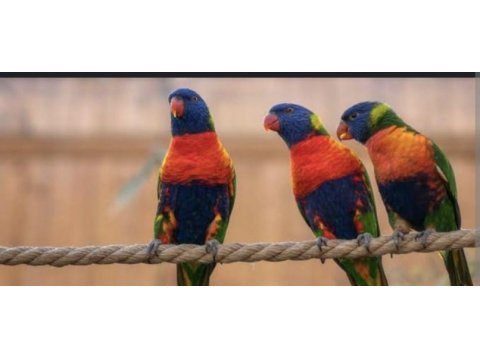 El besleme lori papağanı yavrular