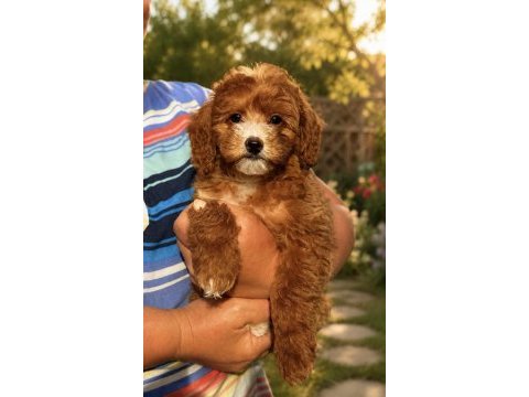 Üst düzey maltipoo oğlumuz