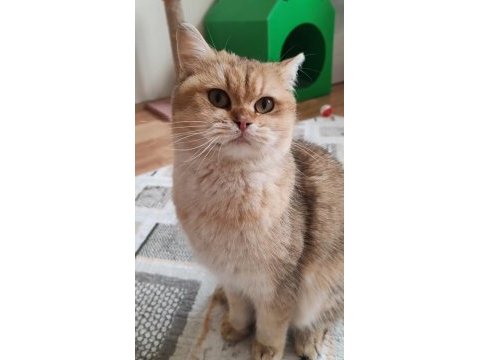 British golden kızımız