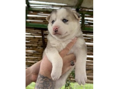 Husky bebekler