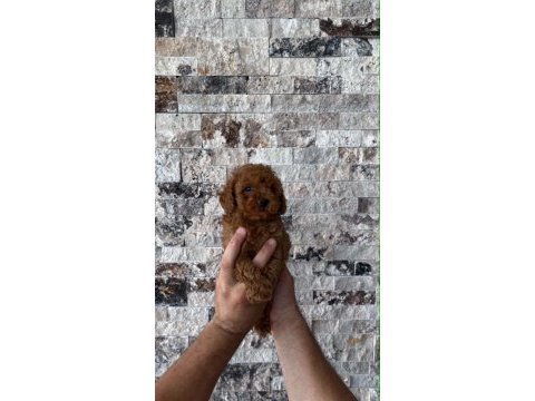 Mikrochipli red brown orjinal kore kan poodle yavrular