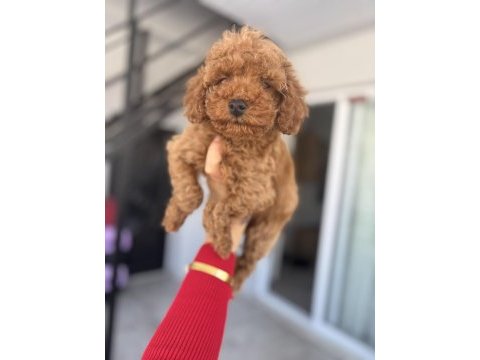 Üst düzey poodle bebekler