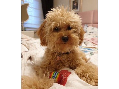Yetişkin toy poodle köpekler