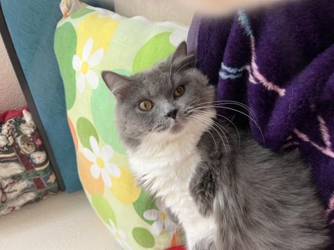 British longhair cins kedimiz 10 aylık