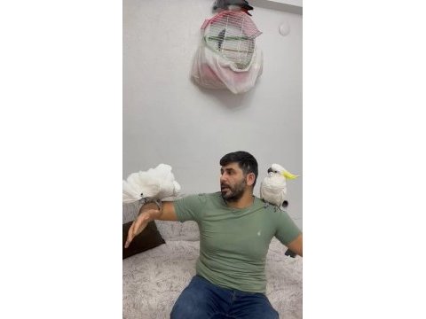 Evcil umberalla dişi kakadu konuşuyor