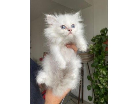 British longhair yavrularımız yeni ailelerine gitmeye hazır