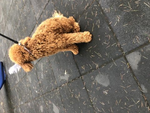 7 aylık poodle sahiplendirilecektir