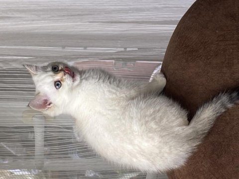 British shorthair golden point by1133 son oğlumuz