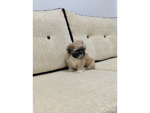 Safkan sıfır numara erkek shih tzu