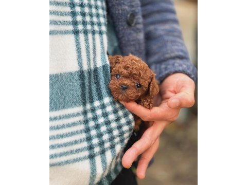 Şecereli kore teacup toy poodle