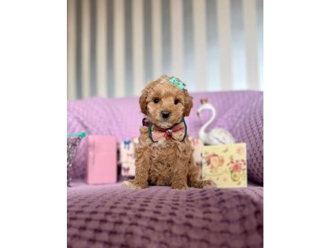 Kore anne babadan dizayn maltipoo