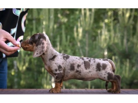 Dachshund sosis köpek mini her renk yavrularımız