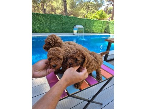 2 aylık safkan toy poodle bebekler