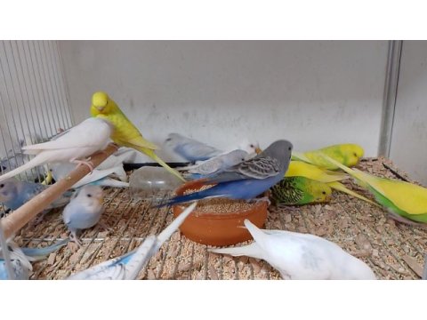 Yavru ve yetişkin muhabbet kuşları