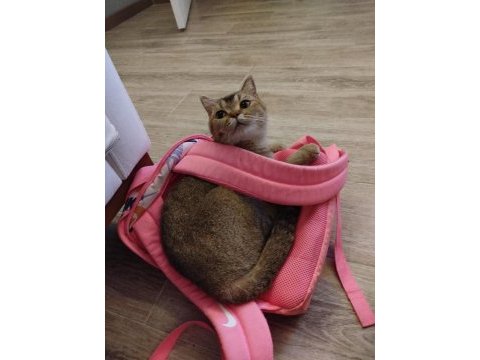 2 yaşında blue point puki dişi
