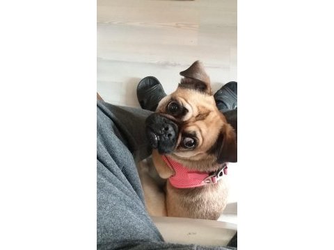 Pug köpeğimizi çiftleştirme