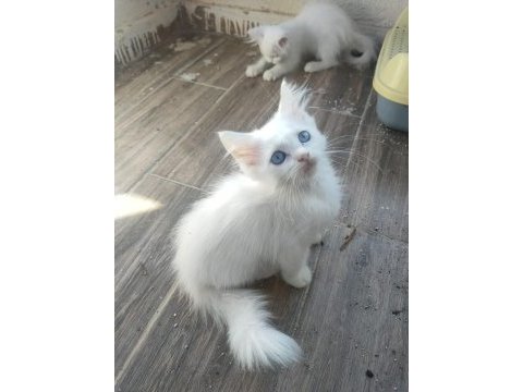 55 günlük orjinal himalayan