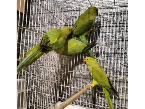 Pakistan papağanlarımız