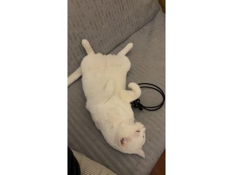 Ücretsiz sahiplendirme british shorthair kedimiz