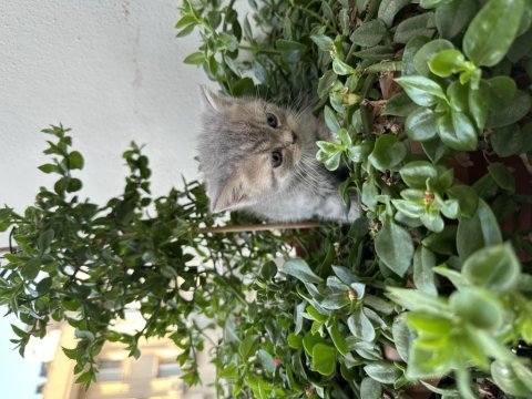 British shorthair 1.5 ay